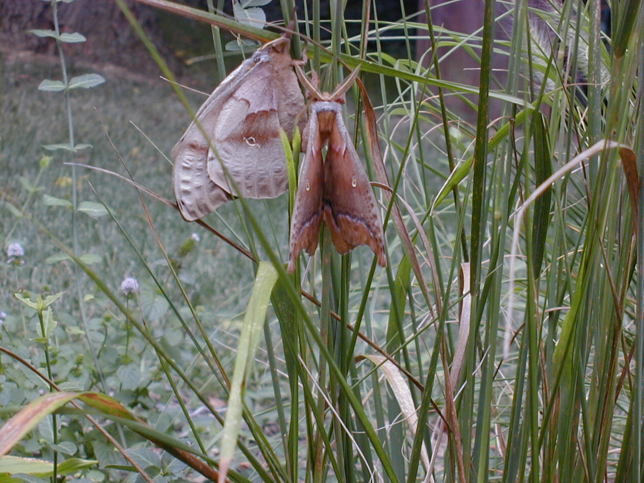 The Life Cycle Of The Polyphemus Moth – Jessica Milne